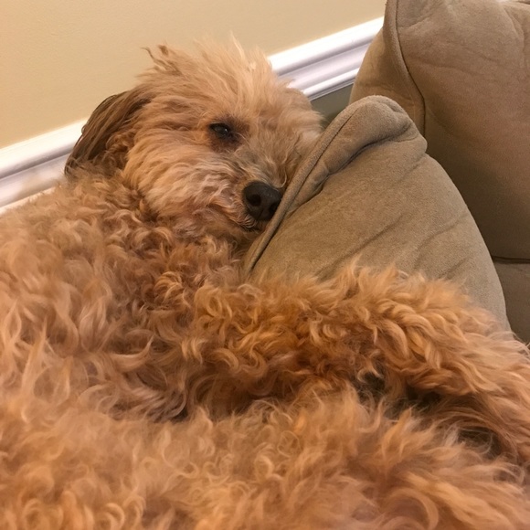 Meet your Posher, Claudia - Picture 1 of 1